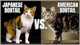 Japanese Bobtail Cat VS. American Bobtail Cat