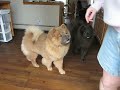 Chow Chow