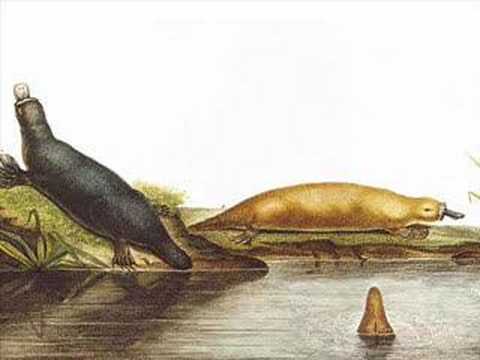Evolution and the Platypus
