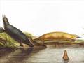 Evolution and the Platypus