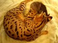 Capoeira and her new kitten playing
