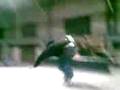 videos de Inline Skating - Misty-Flip