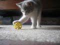 Click here to watch this video baby Kittens, so cute