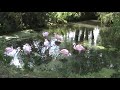 Flamingos at Amazona Zoo Park