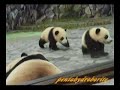 ???????????????Twin Panda Cubs running