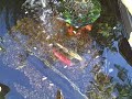 Greg Koi Pond Feeding Freenzy