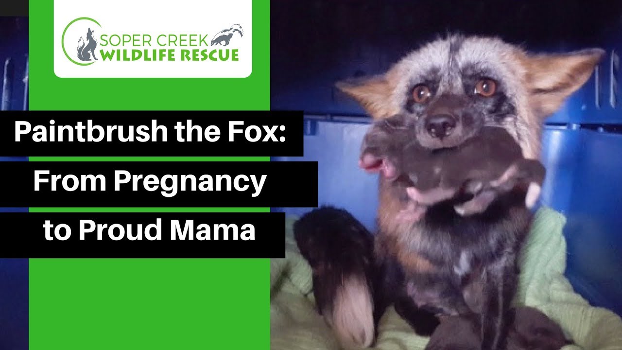 Paintbrush the Fox: From Pregnancy to Proud Mama