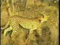 June 11, 2008 WildEarth a.m.Drive #2 cheetahs hunting