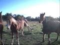True Horse Spirit