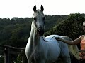 Egyptian Arabian Stallion Ansata Ramesses Egyptian Arabian Stallion Ansata Ramesses