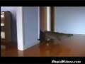 DOWNLOAD: www.speedyshare.com -/\_/\ ～Vid I saw on Yahoo. :) (๏_●)♡__ ノ To Wally, my silly, persistent furball -|﻿ |_| |__ | (Who keeps insisting to get on my lap -U..U....U❤ while I type this). =P