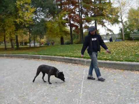 cane corso