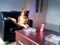 German Shepherd dog howling like wolf 