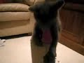 Mr.Beanie Baby's Moooovie