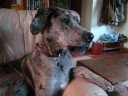 Interview with Molly our Great Dane
