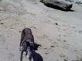videos de Jeda - Scuba 101