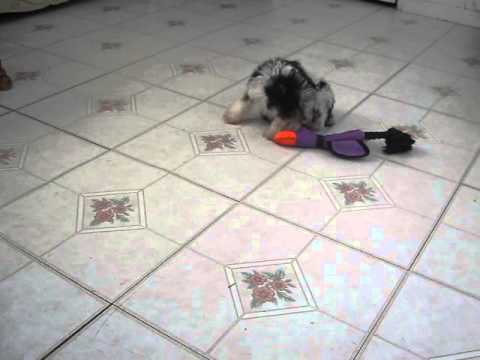 This little cutie is super playful and sweet. He loves to play and is very good at cuddling.