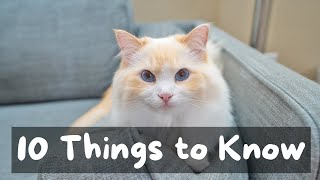Things to Know Before Getting a Ragdoll Cat | The Cat Butler