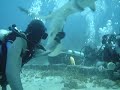 Cageless Shark Feeding