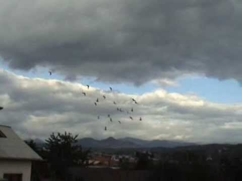 Racing pigeon life