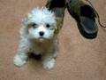 Cavachon
