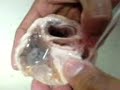 Heart Valves in Year 11 Biology Heart Valves in Year 11 Biology