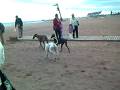 videos de BJÖR PASEA CON SUS AMIGOS