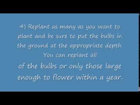 how to fertilize daffodil bulbs