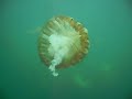 Invasion de MEDUSAS (Giant Jellyfish)