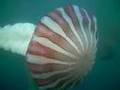 Invasion de MEDUSAS (Giant Jellyfish)