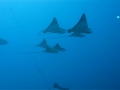 Eagle Rays on the Mahi