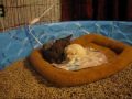 playful toy poodles!