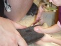 Arson gets neutered
