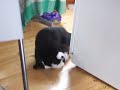 Kitty fight, part 3 Kitty fight, part 3
