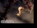 Sand Pygmy Seahorse in Derawan