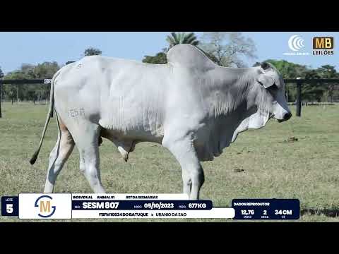 2� DE OLHO NA FAZENDA NELORE SESMARIAS