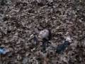 videos de Iris - China Version