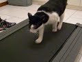 Lindo Gato Haciendo Ejercicios