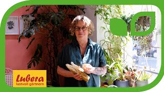 Luffa Gurken selber anbauen: Tipps für die Pflanzung und Verwendung von Schwammgurken