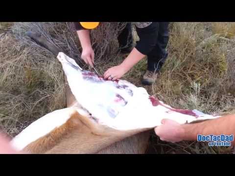 how to cure elk meat