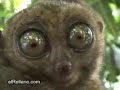 lemur-is-watching-you.html