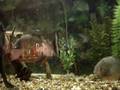 videos de Piranhllica
