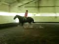 Jumping Odo without saddle or bridle Jumping Odo without saddle or bridle