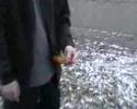 calling sea creachers
