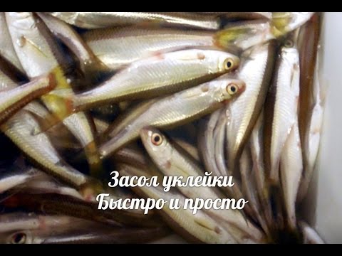Как приготовить из уклейки шпроты 65 Как приготовить из уклейки шпроты 89
