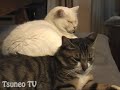 あくびでびっくり! surprise cat pippi