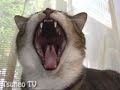 あくびでびっくり! surprise cat pippi