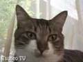 あくびでびっくり! Surprise cat Pippi