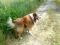 Collie langhaar