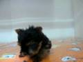 videos de Yorky Macho STA REF:179